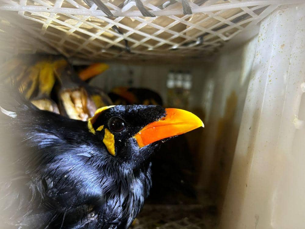 Pengungkapan penyelundupan 198 ekor burung tanpa dokumen resmi di Pelabuhan Bakauheni, Kamis (20/6/2024). (DOK. Karantina Lampung).