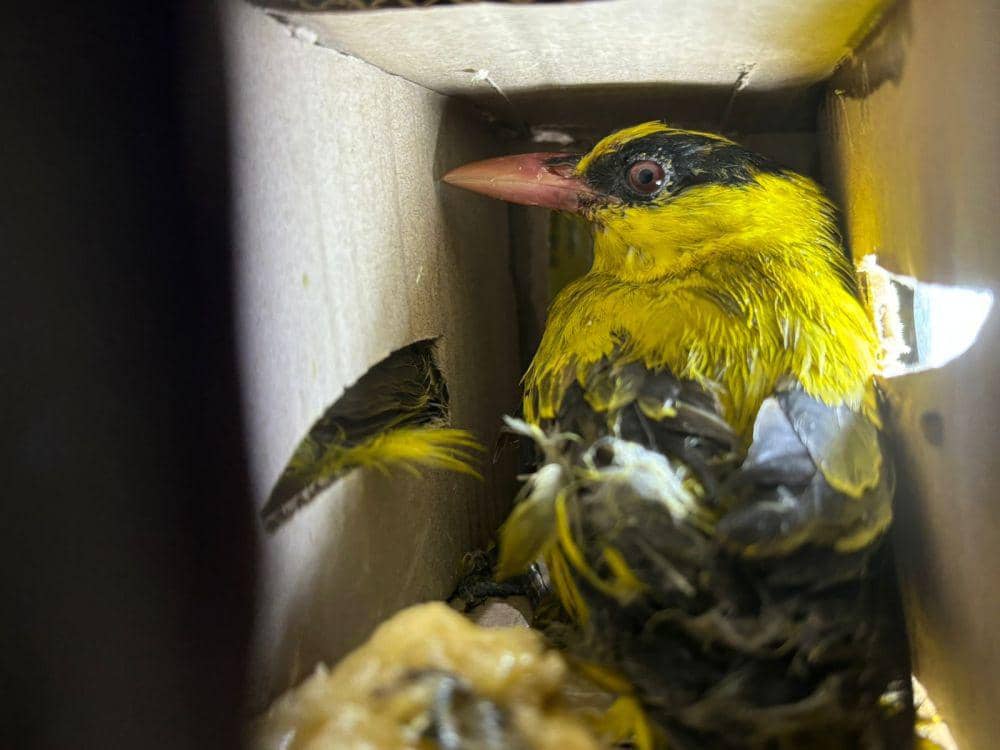 Pengungkapan penyelundupan 198 ekor burung tanpa dokumen resmi di Pelabuhan Bakauheni, Kamis (20/6/2024). (DOK. Karantina Lampung).