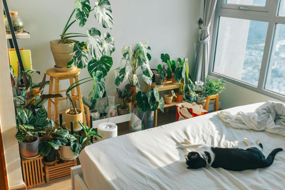 14 Tanaman Hias Penetralisir Polutan untuk Kamar Tidur, Udara Sejuk!