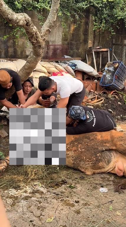 potret Saaih Halilintar sembelih sapi kurban sendiri (instagram.com/genhalilintar)