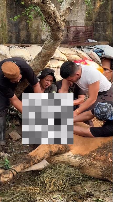 potret Saaih Halilintar sembelih sapi kurban sendiri (instagram.com/genhalilintar)