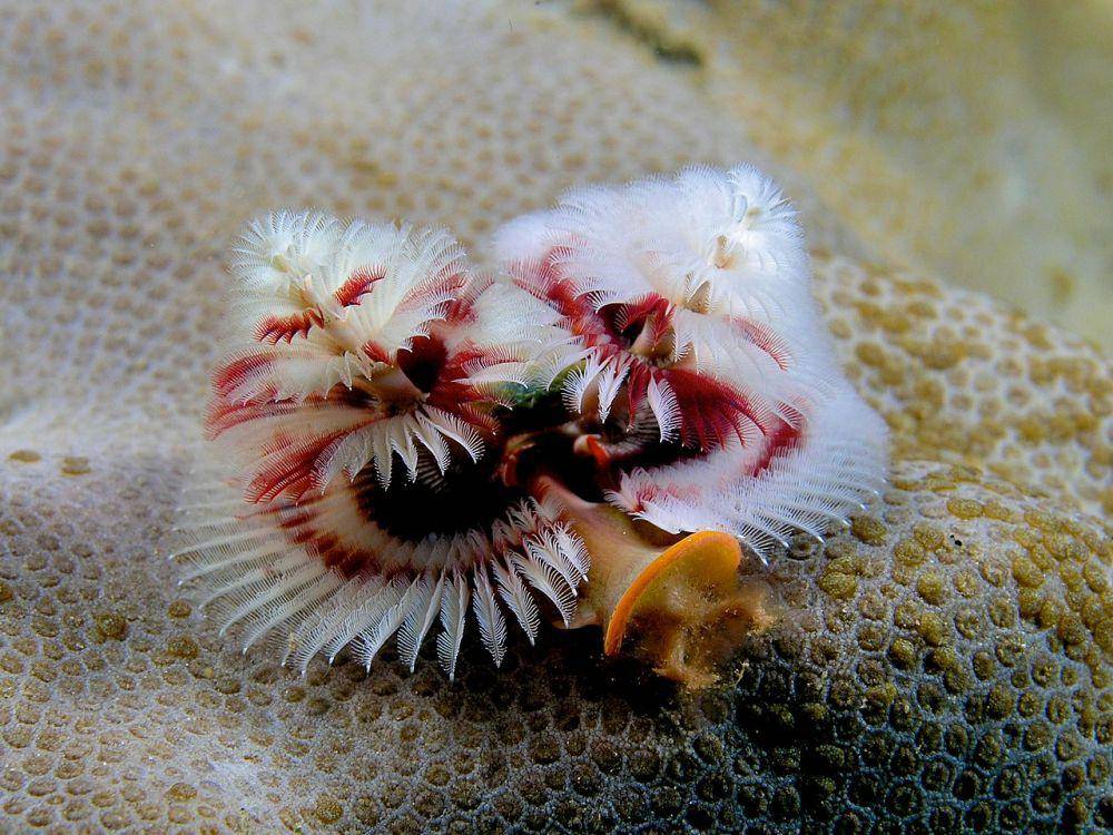 Spirobranchus giganteus (wikipedia.org/Nhobgood Nick Hobgood)