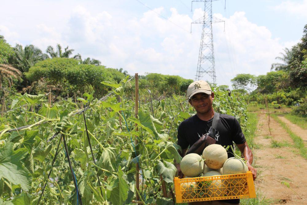 Melihat Panen Perdana Petani Milenial di Aek Songsongan