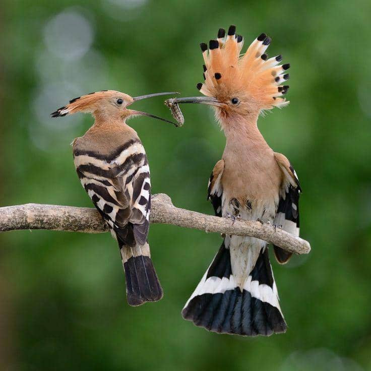 Hoopoe Birds (pinterest.com/Henry E. Hooper)