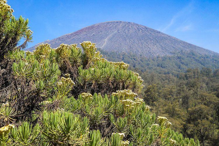 Fakta Menarik tentang Edelweis, Bunga Abadi yang Tidak Boleh Dipetik