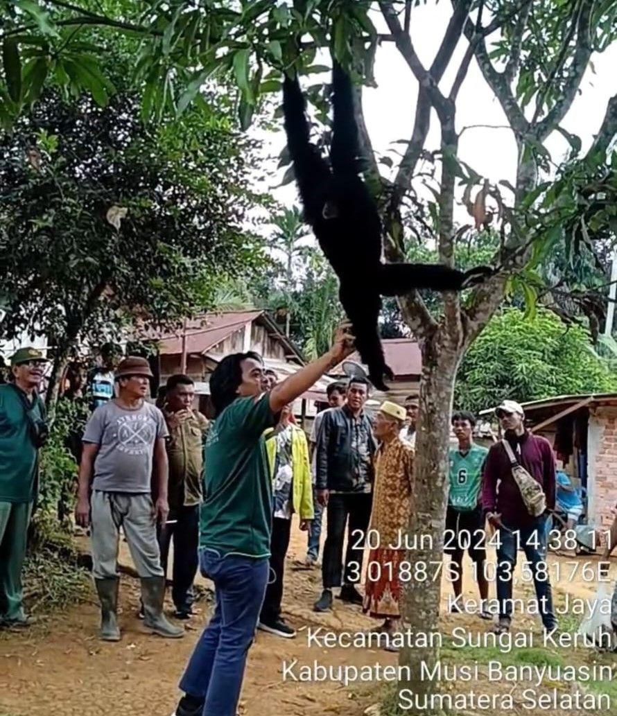 BPBD Muba Evakuasi Siamang Berkeliaran di Permukiman Warga