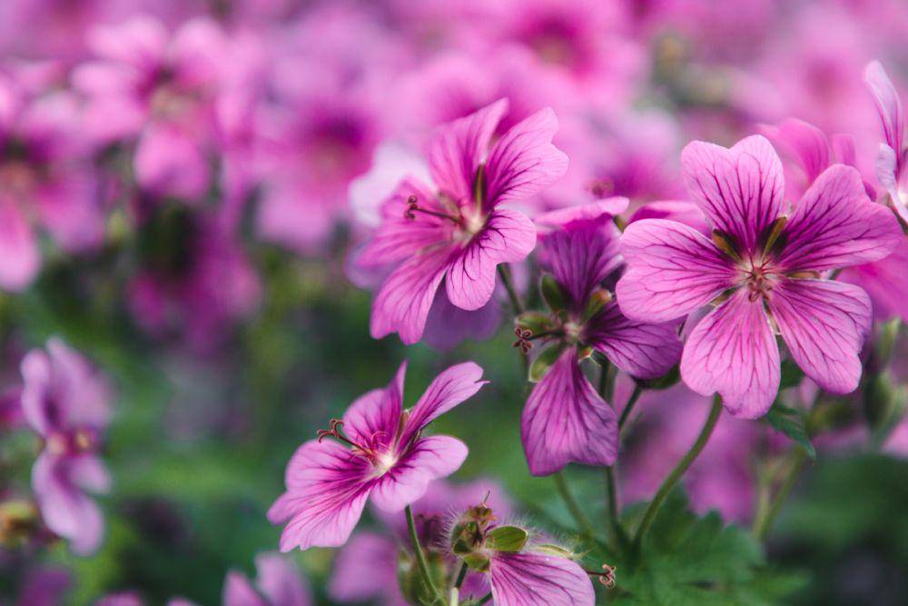 ilustrasi bunga geranium (unsplash.com/jakobsoeby)