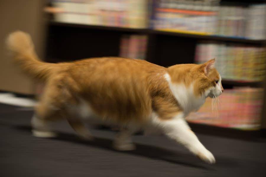 ilustrasi kucing lari (commons.wikimedia.org/Takashi Hososhima)