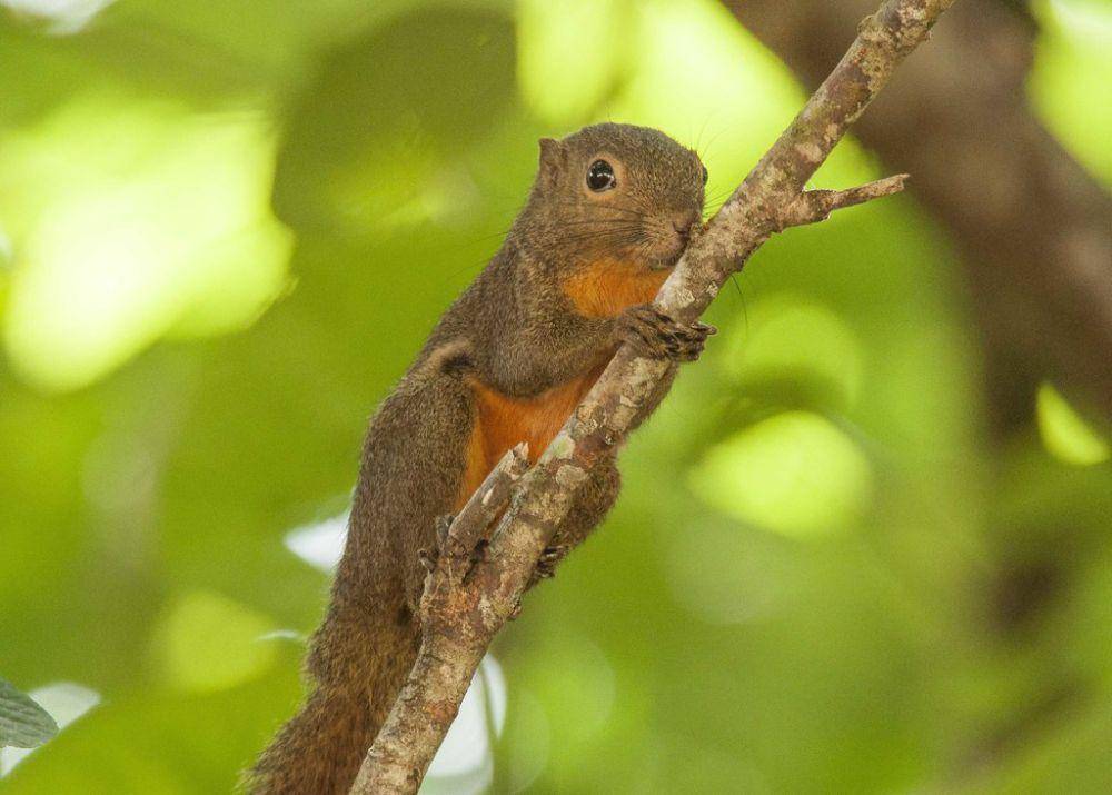 Bajing kelapa (inaturalist.org/rimba)