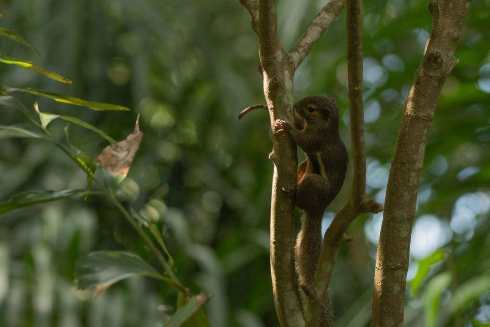 Bajing kelapa (inaturalist.org/foozfindsbirds)