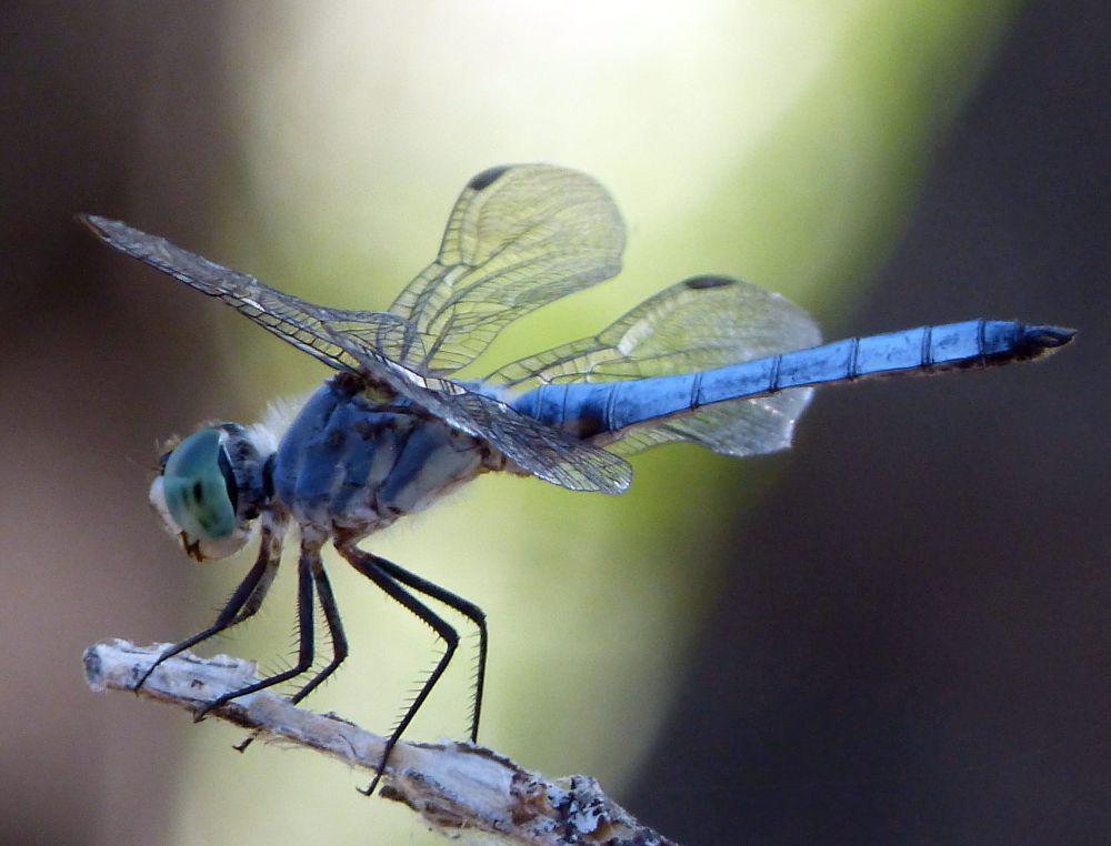5 Fakta Blue Dasher, Bisa Memakan Ratusan Serangga Setiap Hari