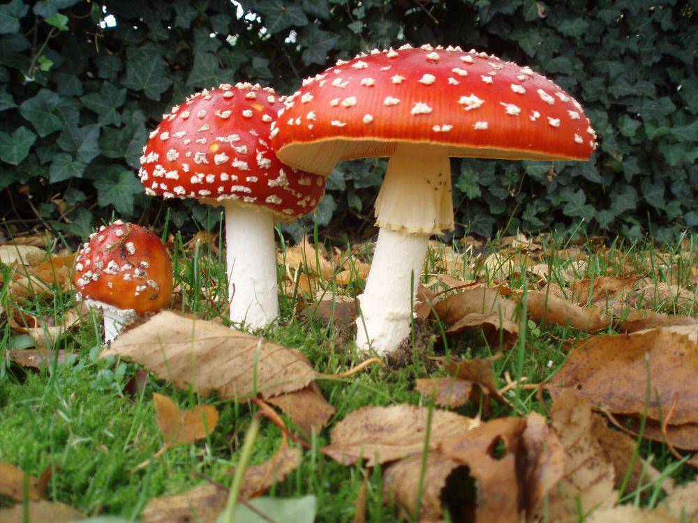 Jamur kikik lalat (commons.m.wikimedia.org/Onderwijsgek)