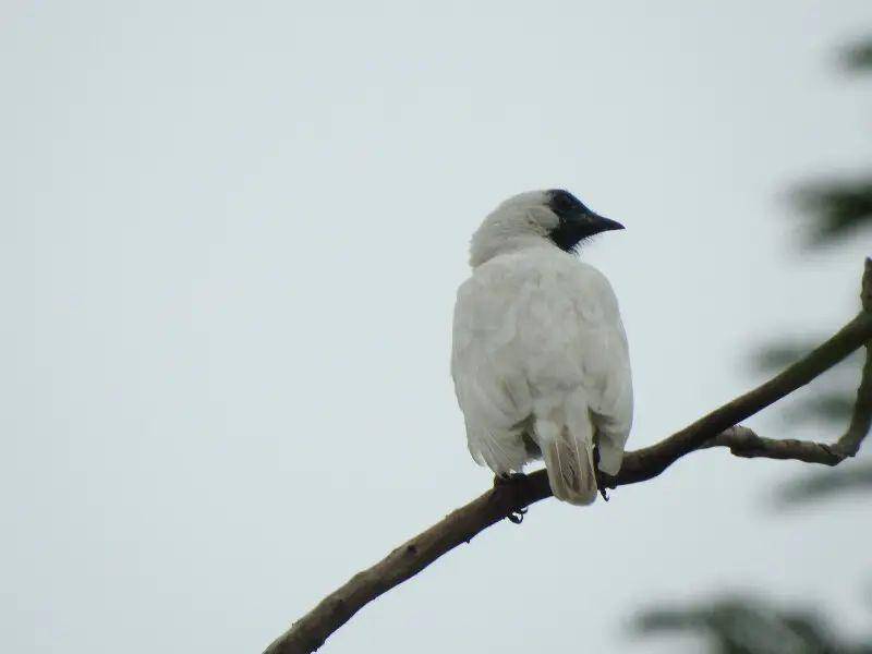 white bellbird (animalia.bio/Michael Hurben)