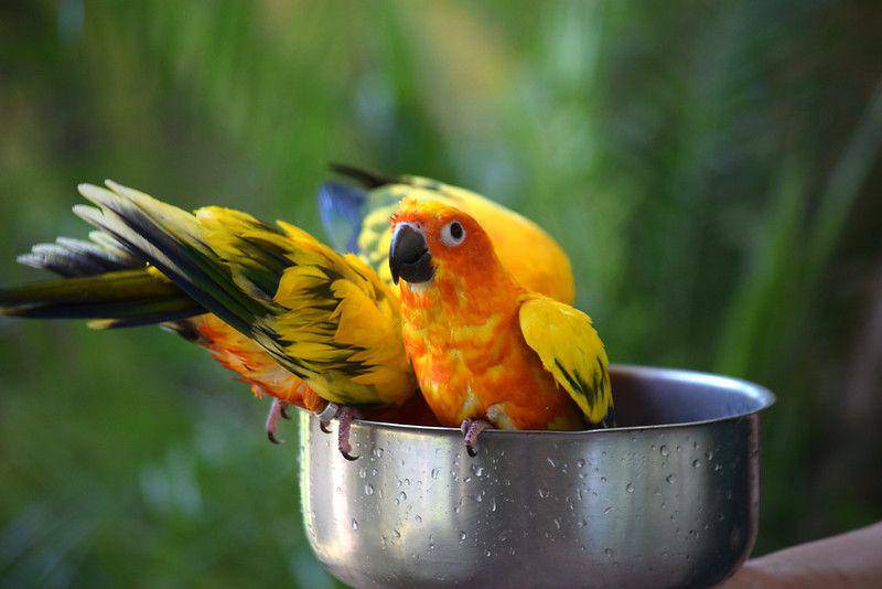 sun conure (flickr.com/MTSOfan)