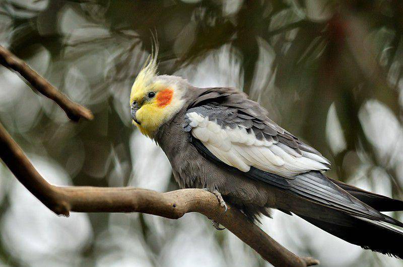 cockatiel (flickr.com/Jes)