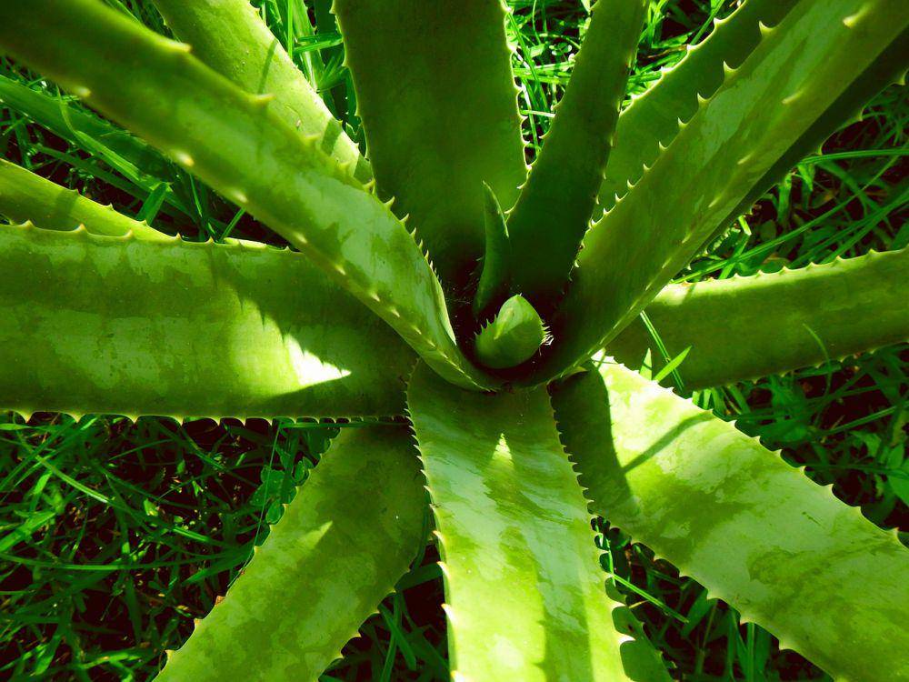 Lidah Buaya (pixabay/Lernestorod)