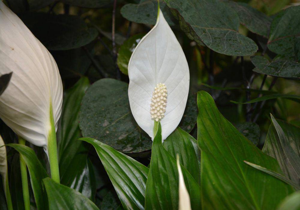 peace lily (pixabay/JACLOU-DL)