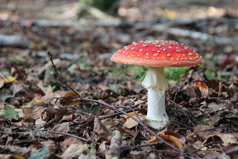 Jamur kikik lalat (pixabay.com/Ann)