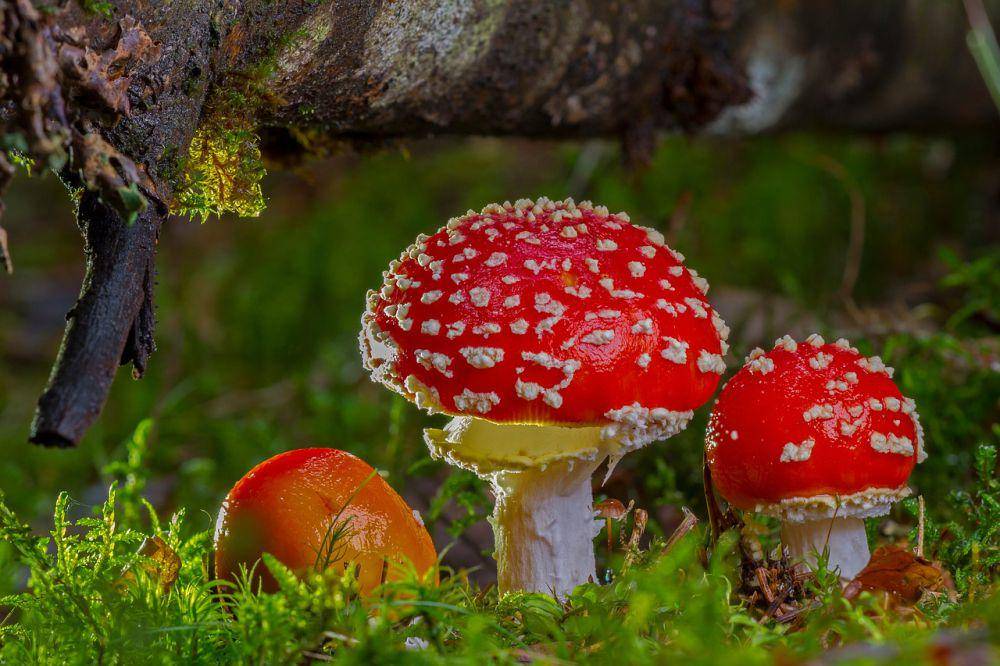 Jamur kikik lalat (pixabay.com/Andreas)