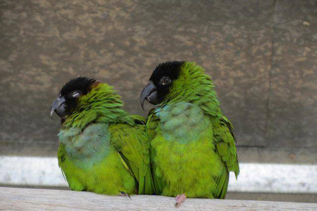 nanday conure (geograph.org.uk)