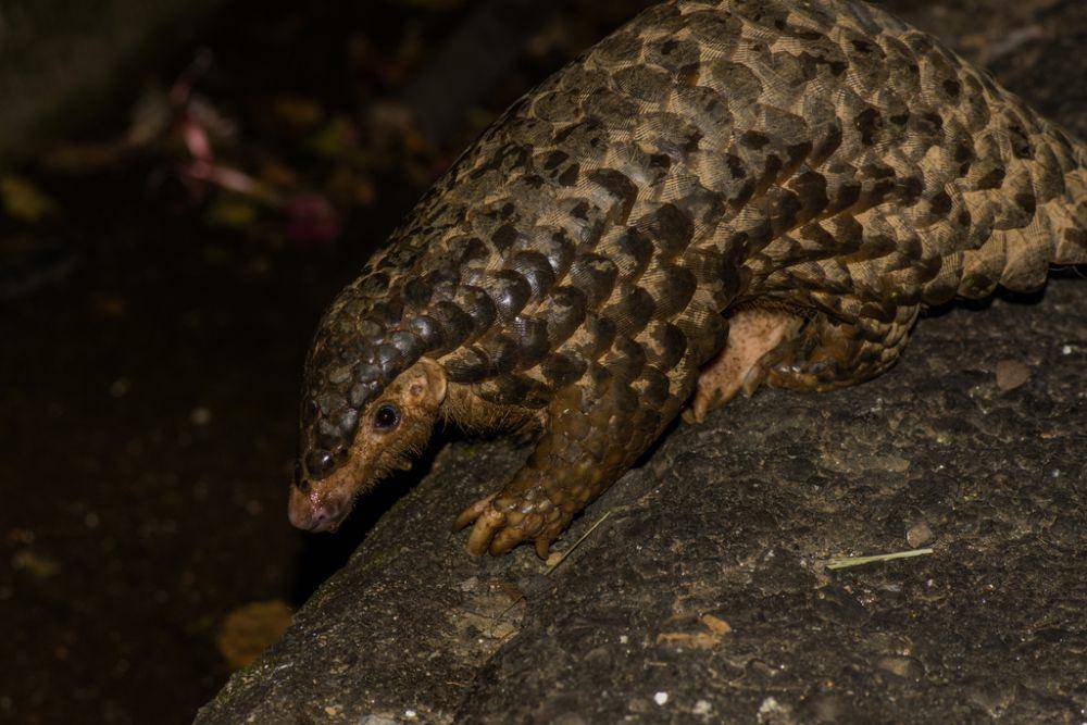 Trenggiling tiongkok (inaturalist.org/roeyo)