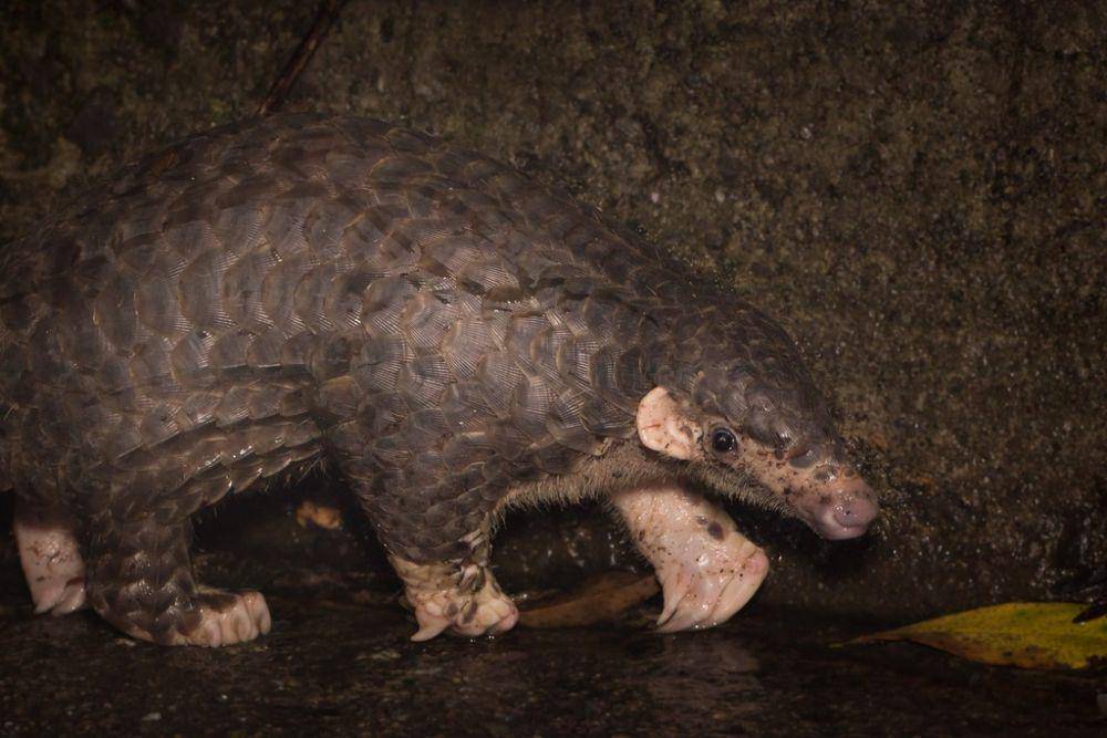Trenggiling tiongkok (inaturalist.org/ihenglan)