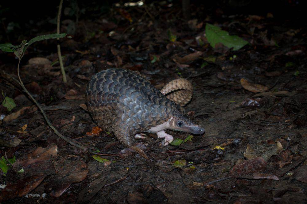 Trenggiling sunda (inaturalist.org/frederic_griesbaum)