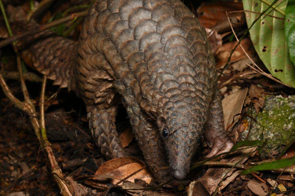 Trenggiling sunda (inaturalist.org/wildpokedex)