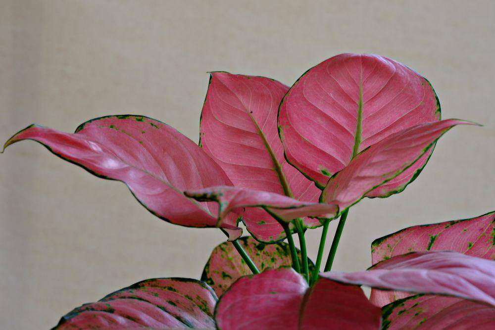 Aglonema (pixabay/ignartonosbg)
