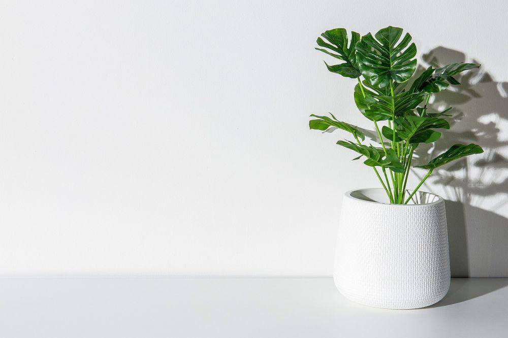 Monstera (pixabay/pasakorn8475)