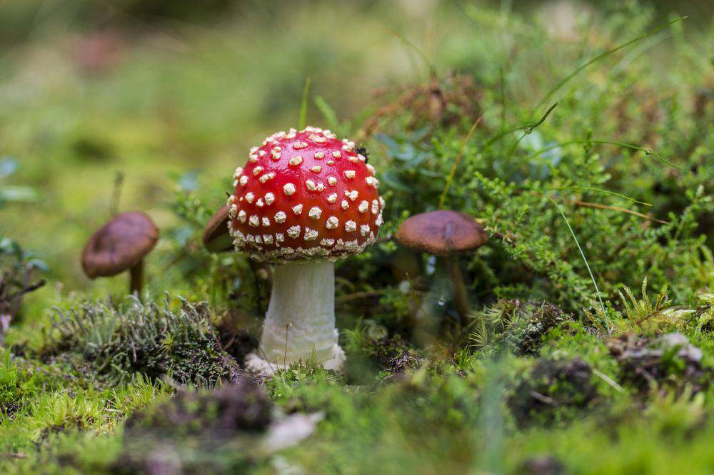 Jamur kikik lalat (pixabay.com/Ilona Ilyes)