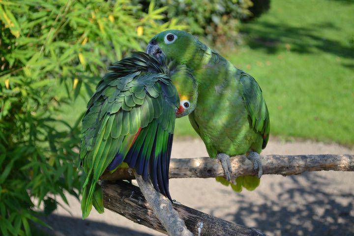 mealy amazon parrot (pxhere.com/PxHere)