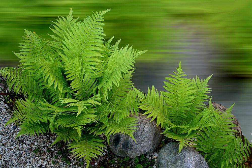 Tanaman pakis (pixabay/albina01)