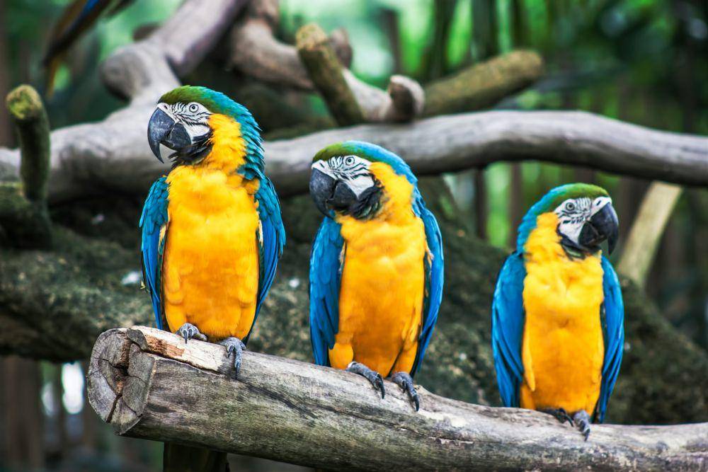 burung parrot (unsplash.com/Sid Balachandran)