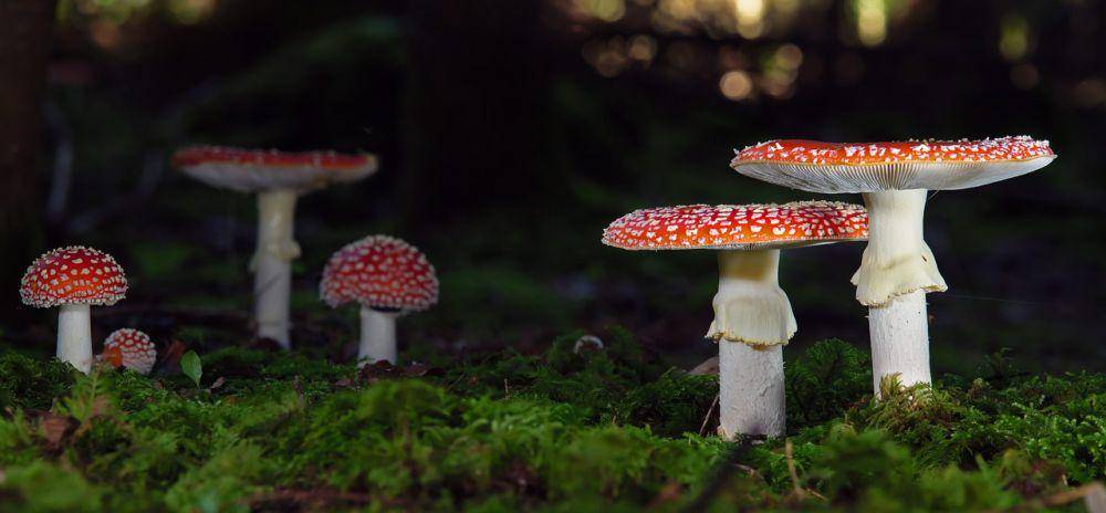 Jamur kikik lalat (pixabay.com/Andreas)