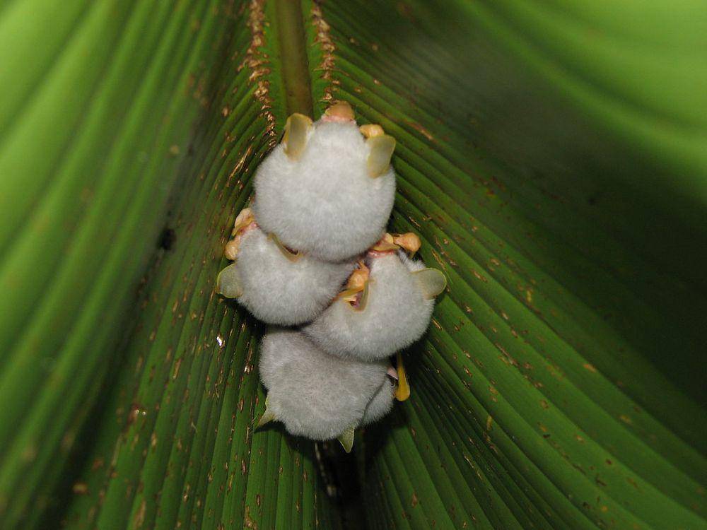 kelelawar putih Honduras (commons.wikimedia.org/Leyo)