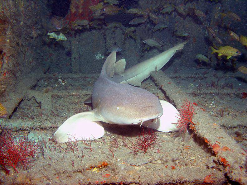 nurse shark (commons.wikimedia.org/Gary Rinaldi)