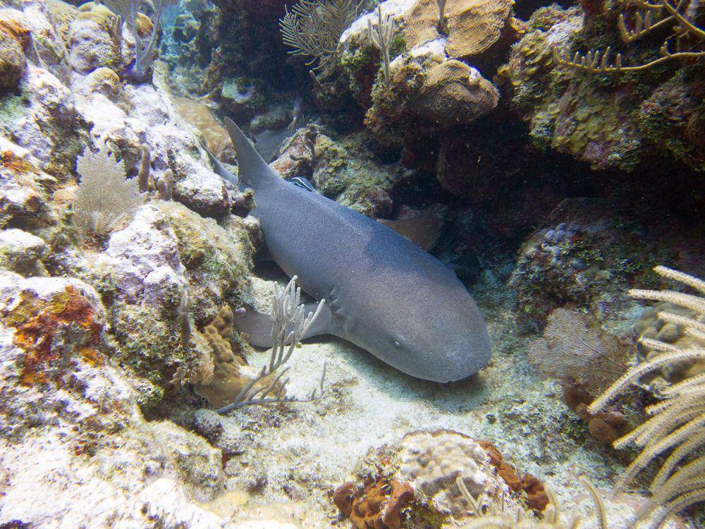 nurse shark (commons.wikimedia.org/Ross Garner)