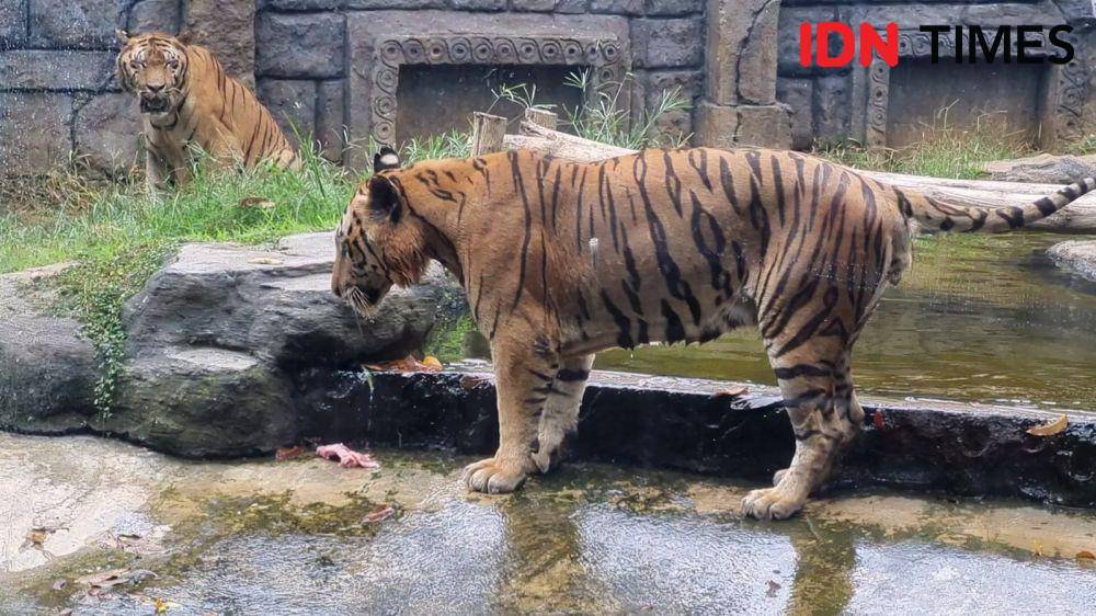 Harimau Benggala di Solo Safari. (IDN Times/Larasati Rey)