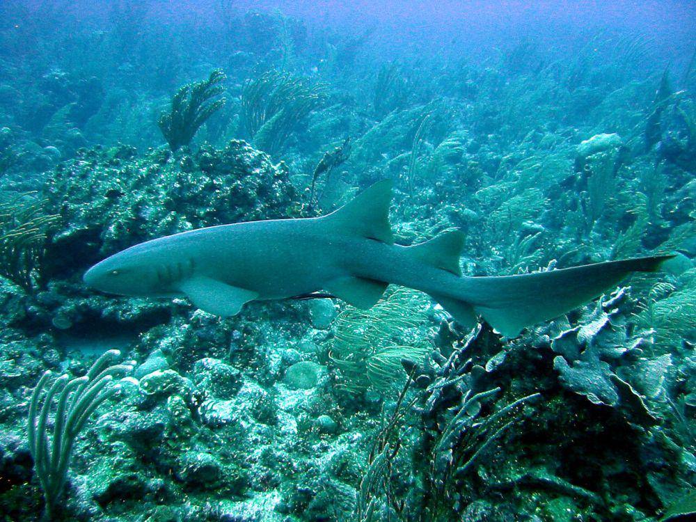 nurse shark (commons.wikimedia.org/Jst525)
