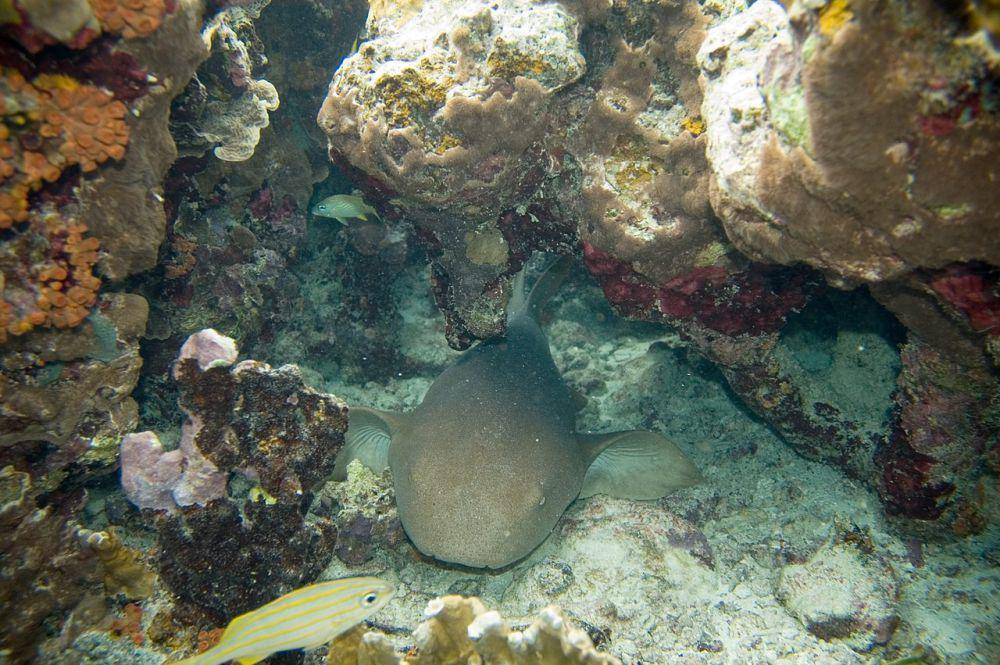 nurse shark (commons.wikimedia.org/Paul Asman and Jill Lenoble)