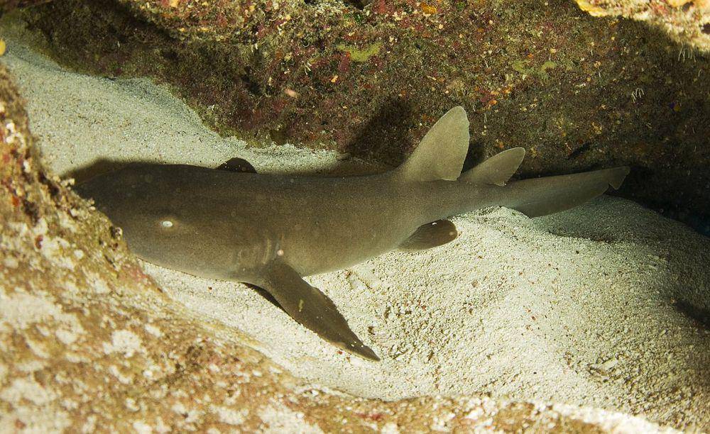 nurse shark (commons.wikimedia.org/Albert Kok)