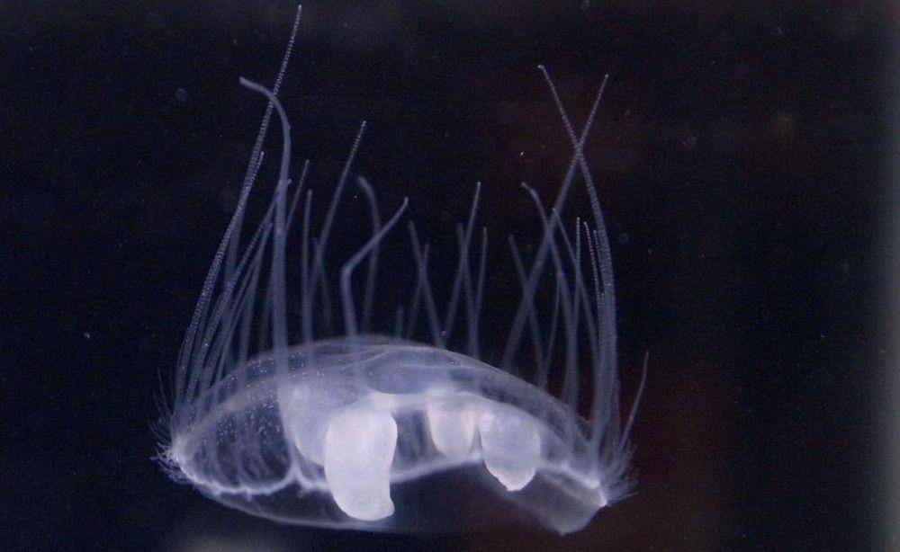 Craspedacusta sowerbii atau ubur-ubur air tawar (commons.wikimedia.org/OpenCage)