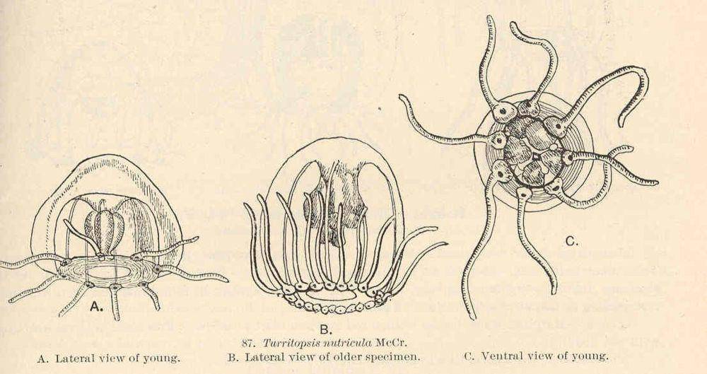 Ilustrasi immortal jellyfish (commons.m.wikimedia.org/Charles Cleveland Nutting)