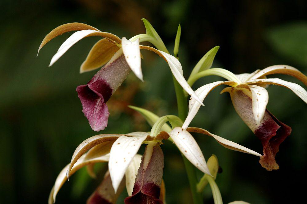 Phaius tankervilleae (commons.m.wikimedia.org/Chmee2)