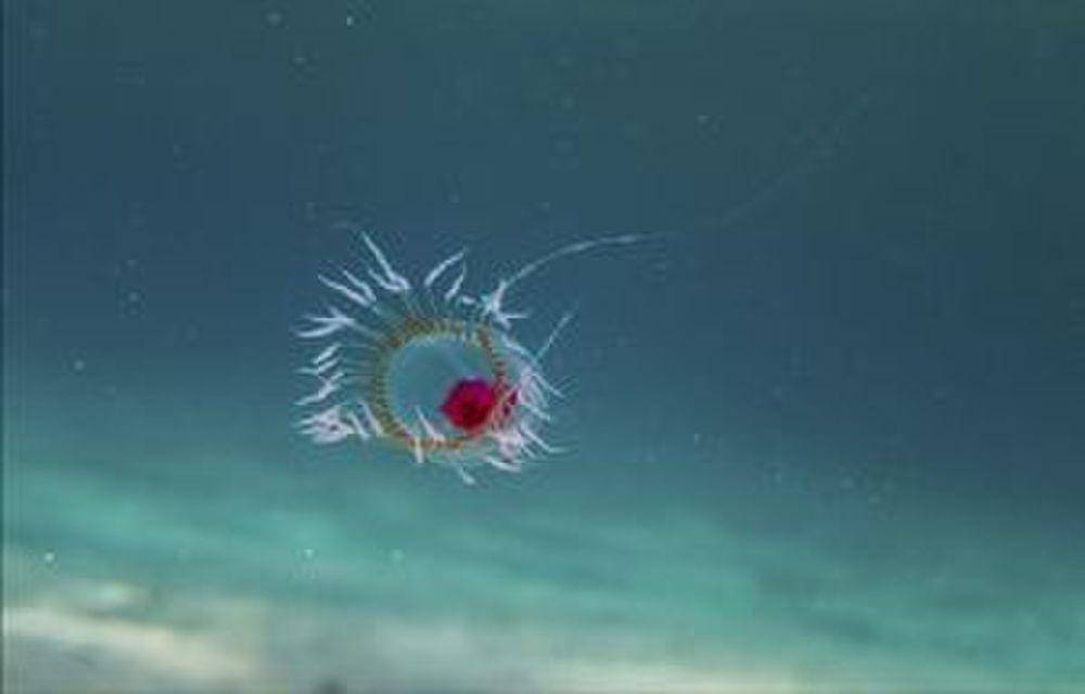 Immortal jellyfish (commons.m.wikimedia.org/Bachware)