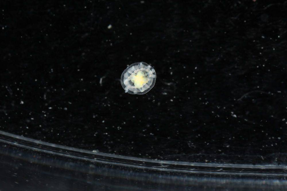 Immortal jellyfish (commons.m.wikimedia.org/Dr. Karena J. Osborn)