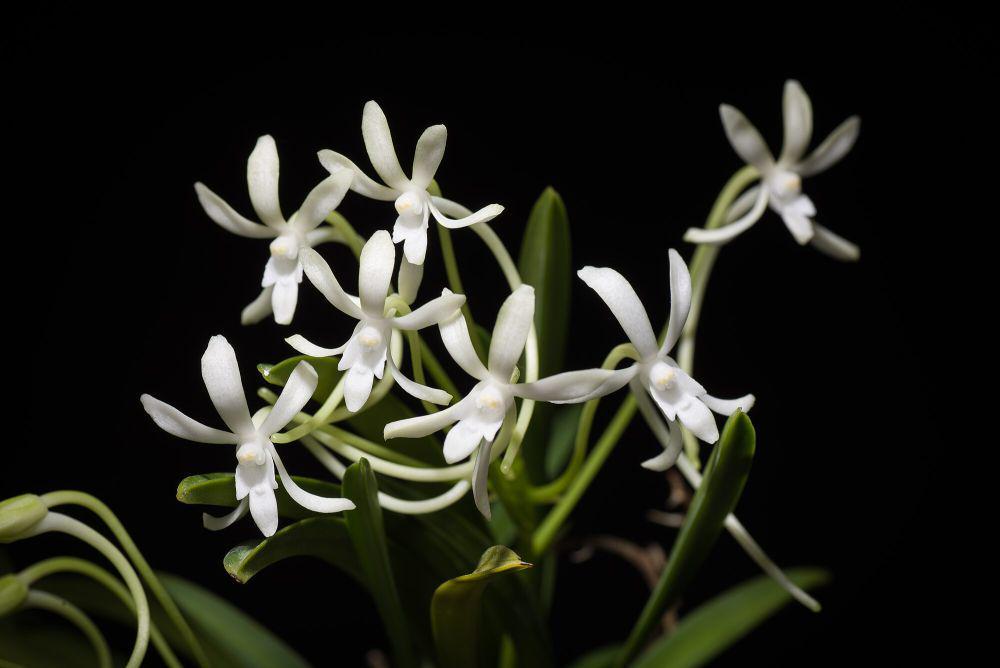 Vanda falcata (commons.m.wikimedia.org/Snotch)