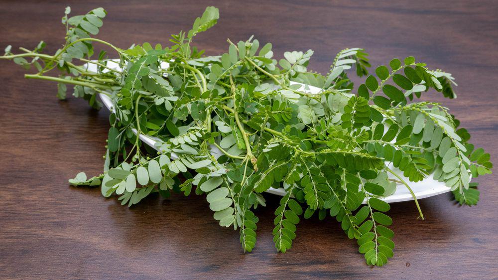 Kenalan dengan Daun Meniran, Herbal Kecil Penuh Manfaat dari Kalsel