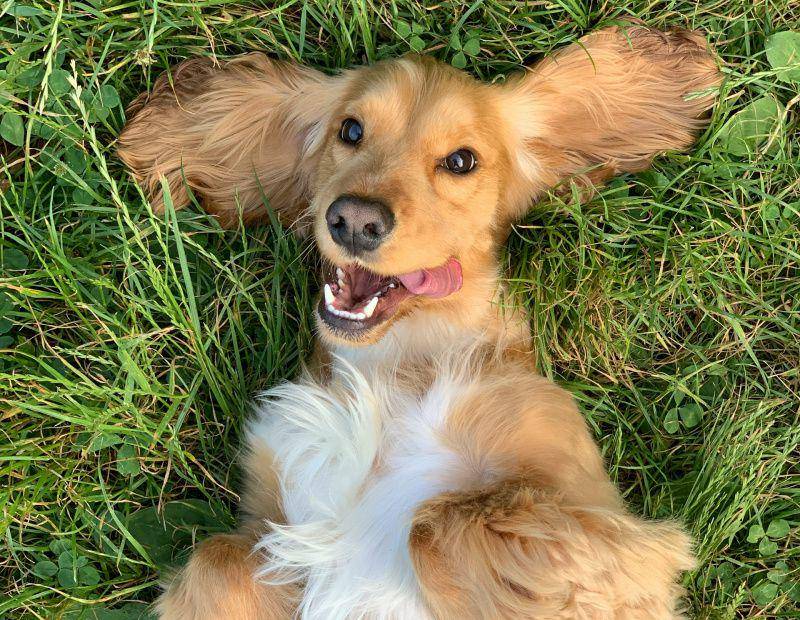 ilustrasi seekor anjing di padang rumput (unsplash.com/Ralu Gal)